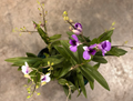 4" Orchid Dendrobiam Asst